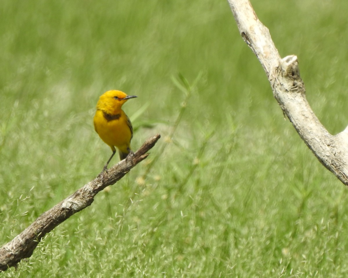 Yellow Chat - ML642467622