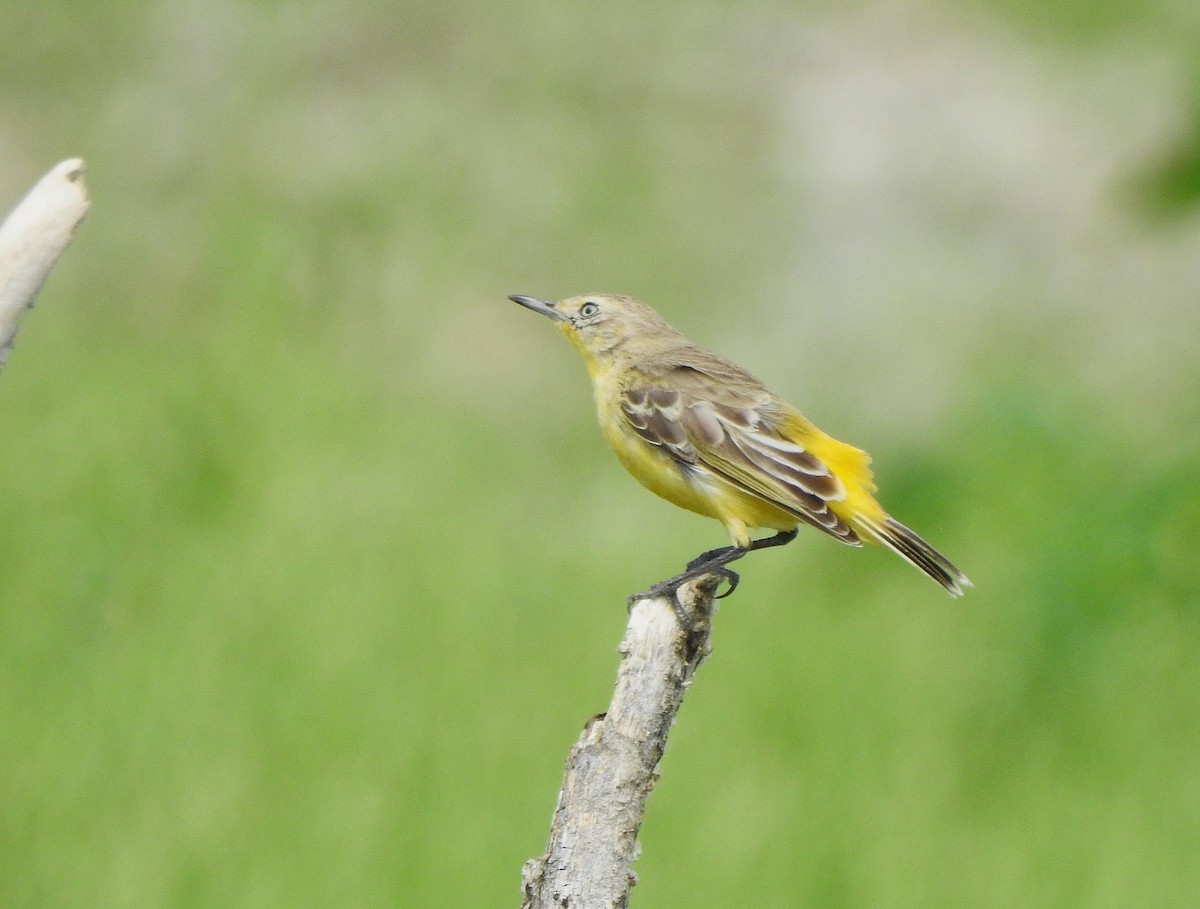 Yellow Chat - ML642467623