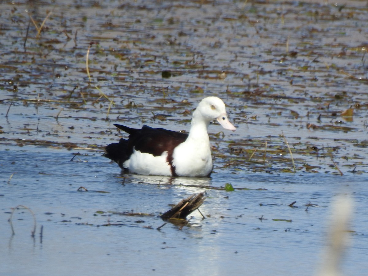 Radjah Shelduck - ML642467635