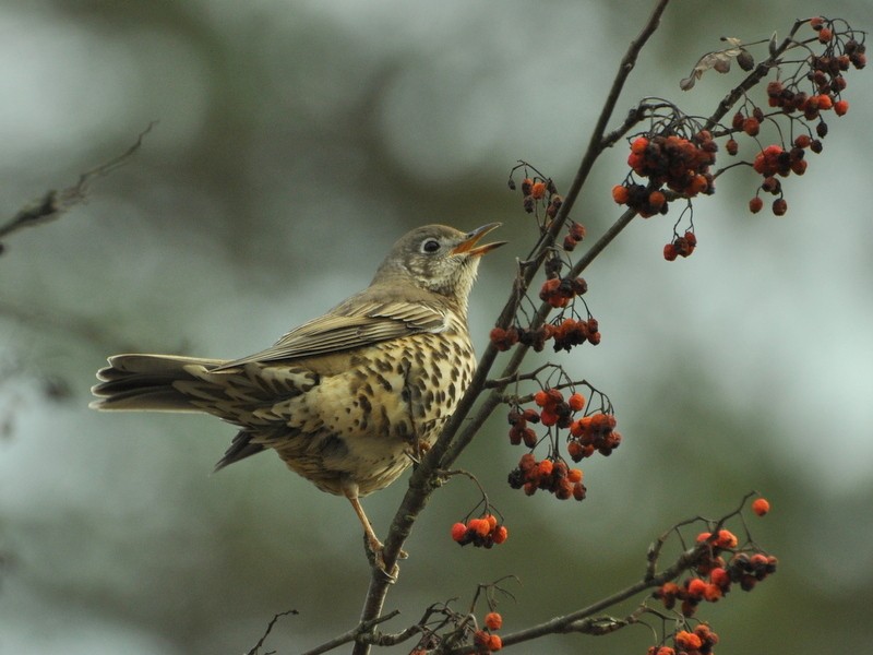 Mistle Thrush - ML642467636