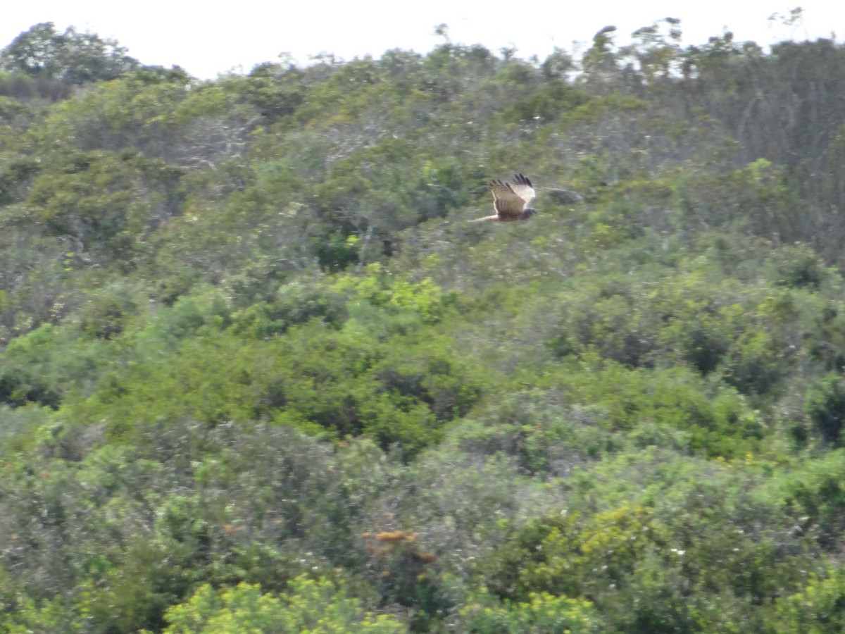African Marsh Harrier - ML642467640