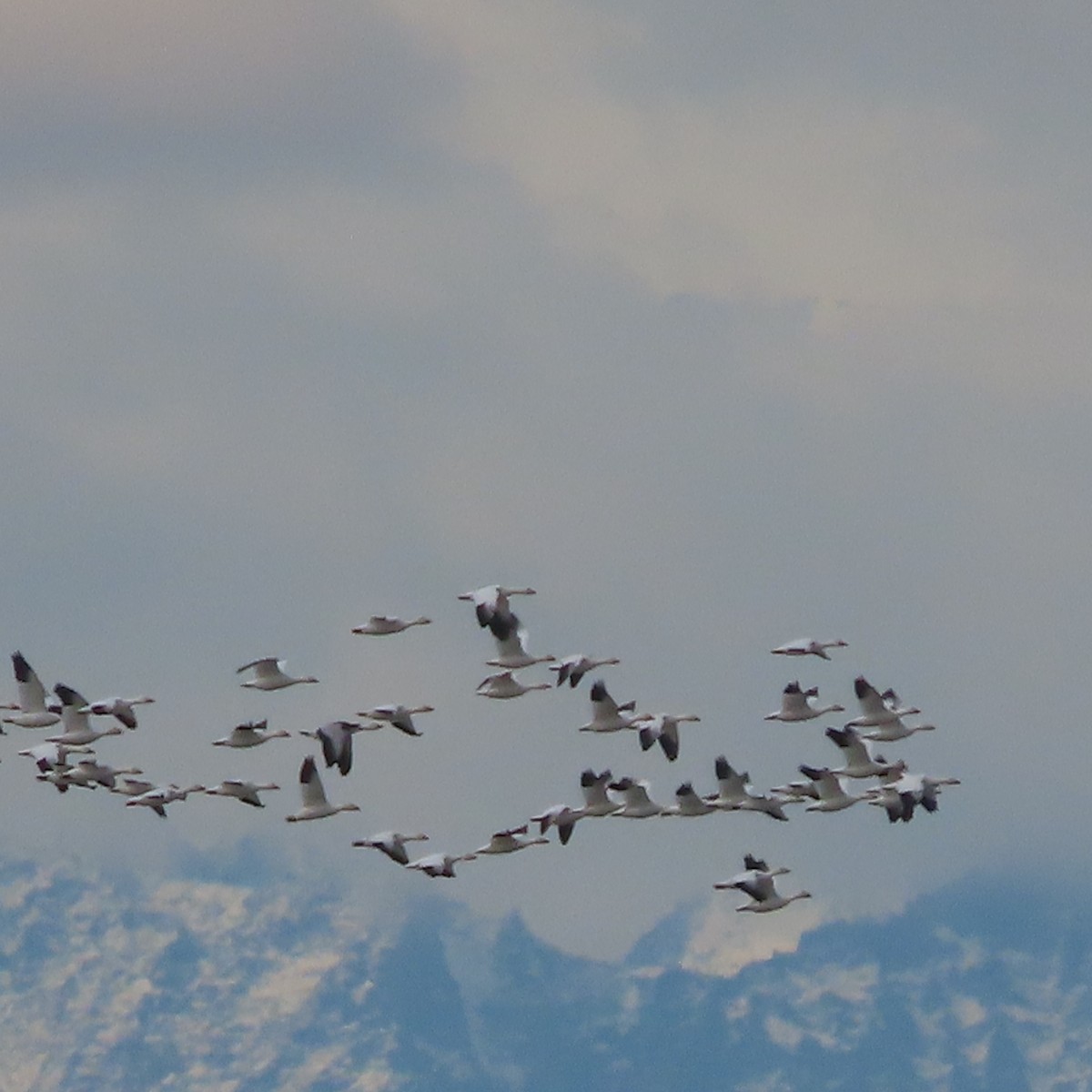 Snow Goose - ML642467651