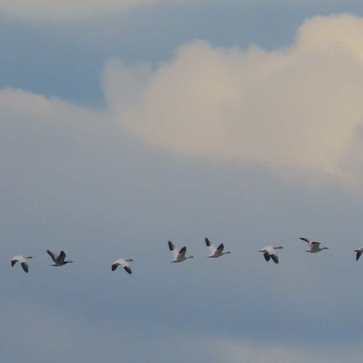 Snow Goose - ML642467652