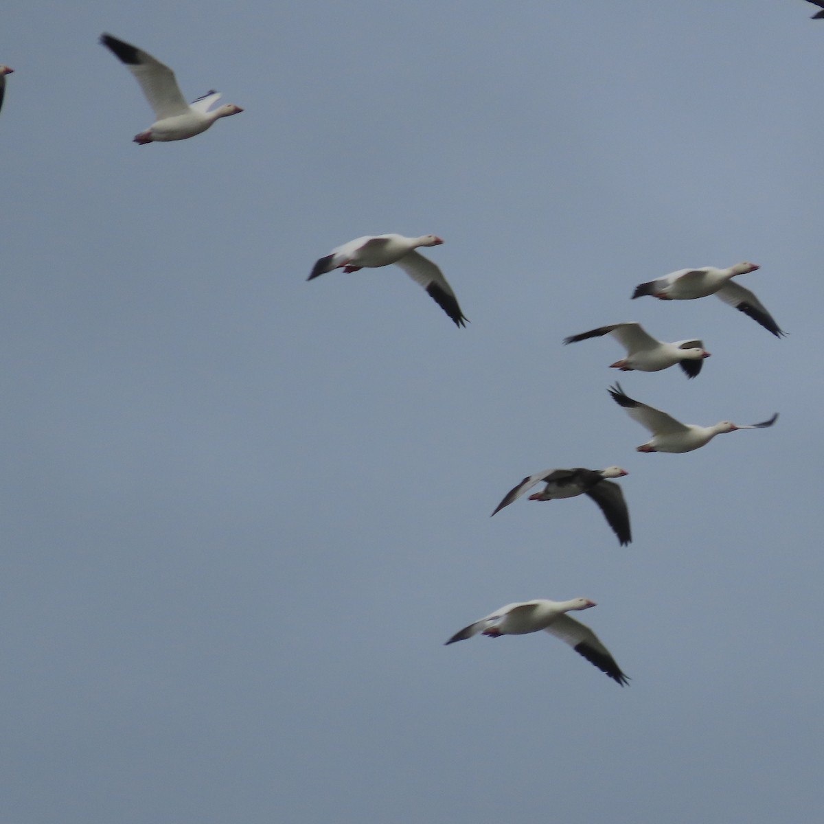 Snow Goose - ML642467655