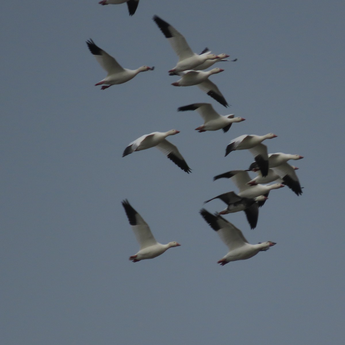 Snow Goose - ML642467657