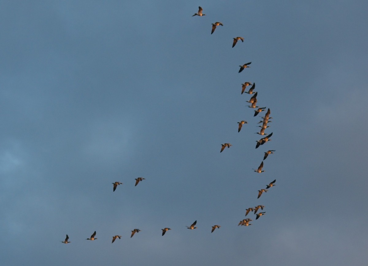 Branta musuzuria - ML642467662
