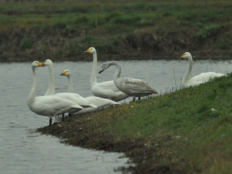 Whooper Swan - ML642467666