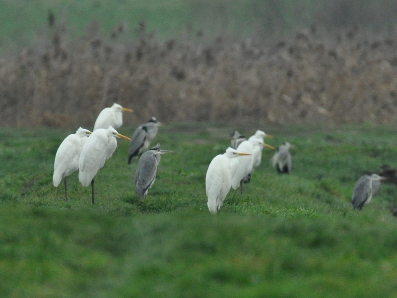 Great Egret - ML642467671