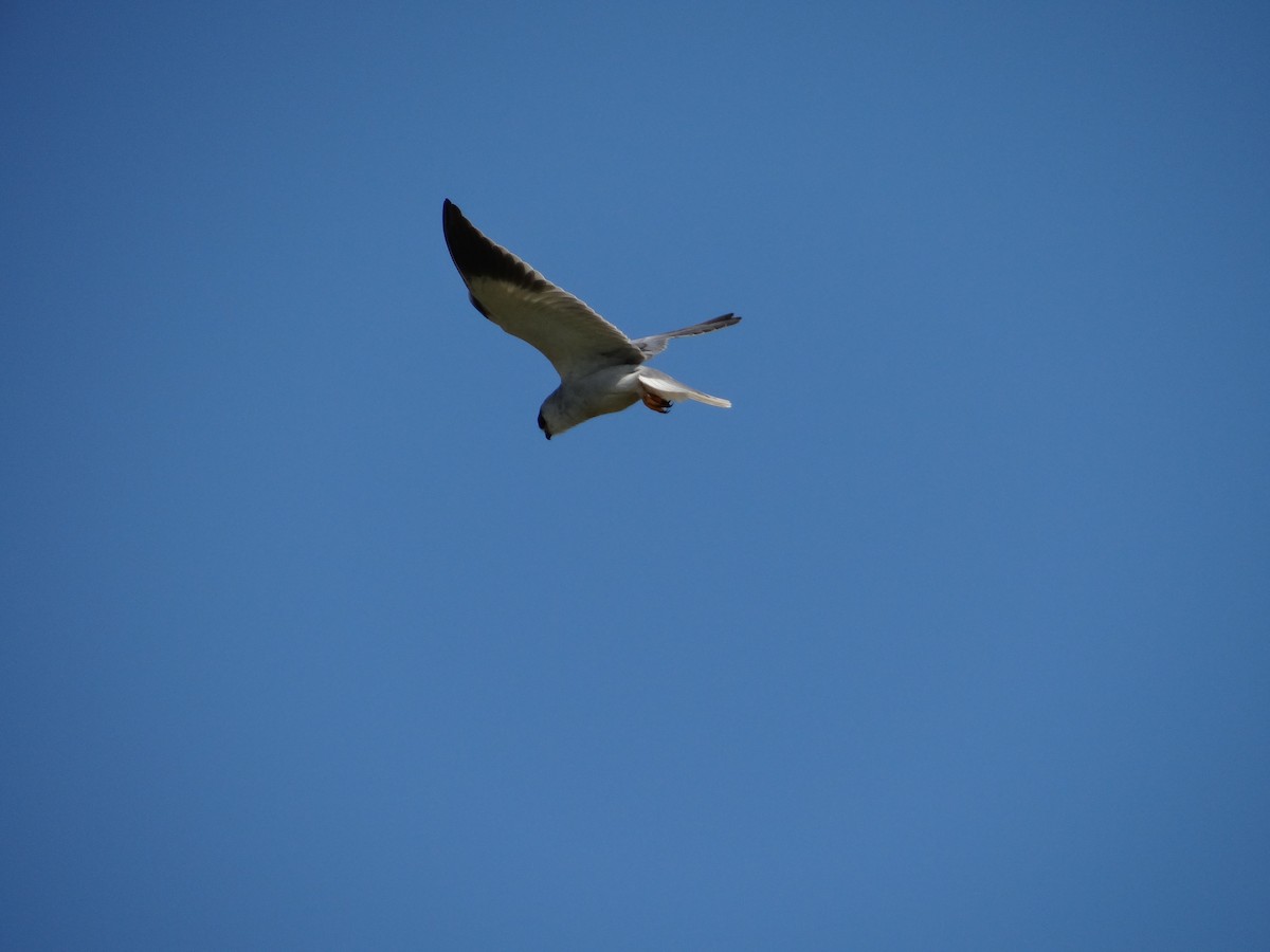 Black-winged Kite - ML642467672