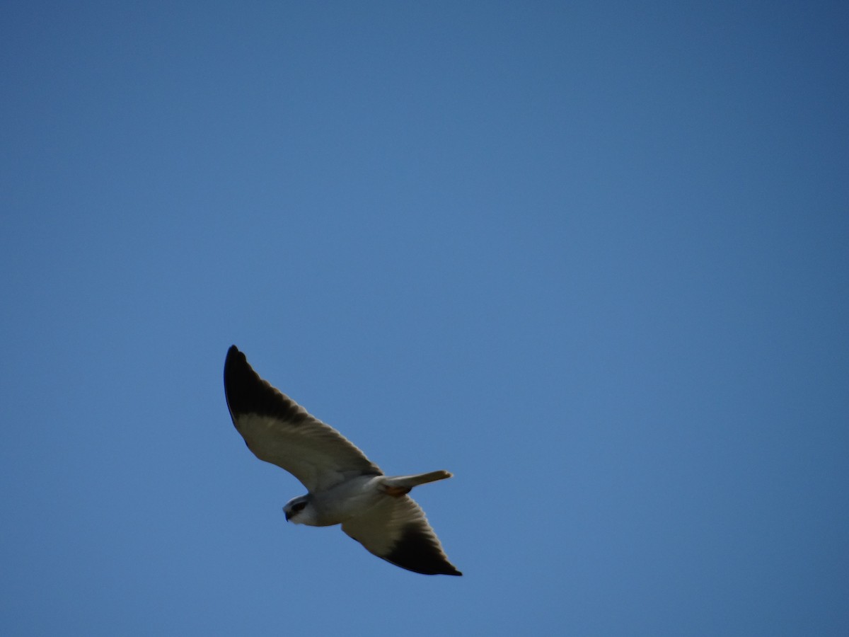 Black-winged Kite - ML642467673