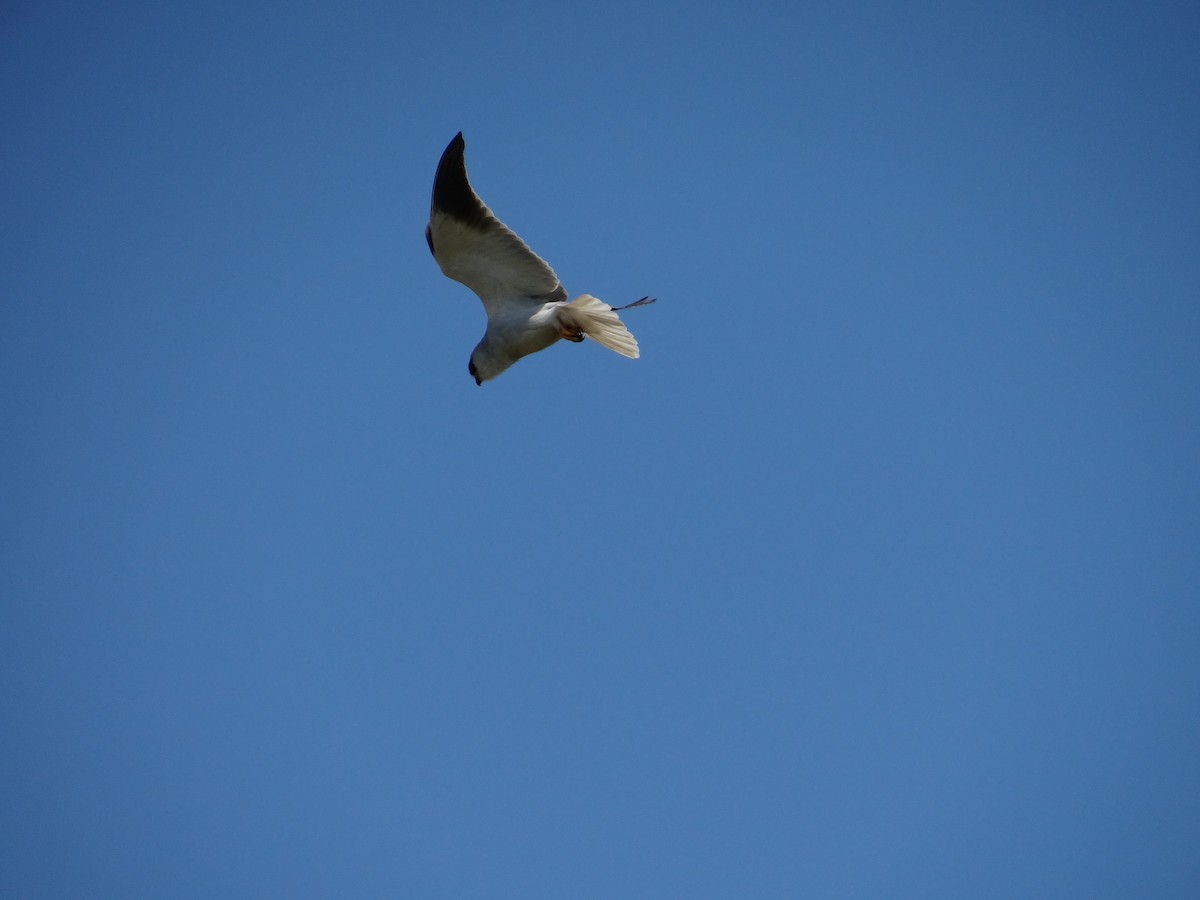 Black-winged Kite - ML642467674