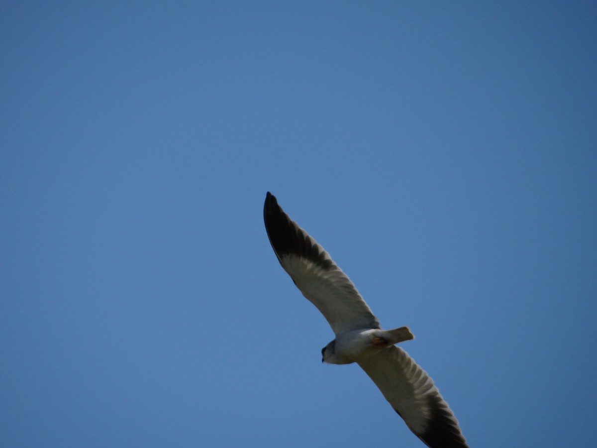 Black-winged Kite - ML642467675