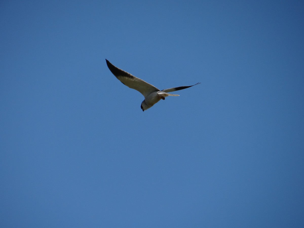 Black-winged Kite - ML642467677