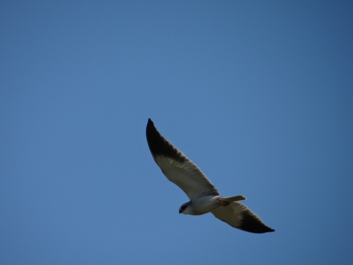 Black-winged Kite - ML642467678
