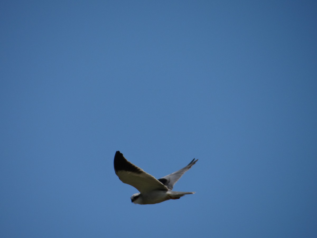 Black-winged Kite - ML642467679