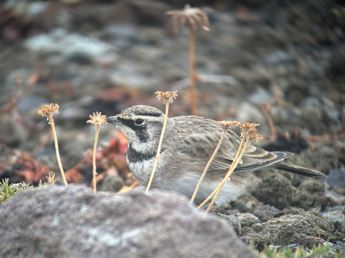 Horned Lark - ML642467682
