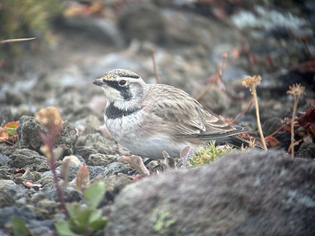 Horned Lark - ML642467683