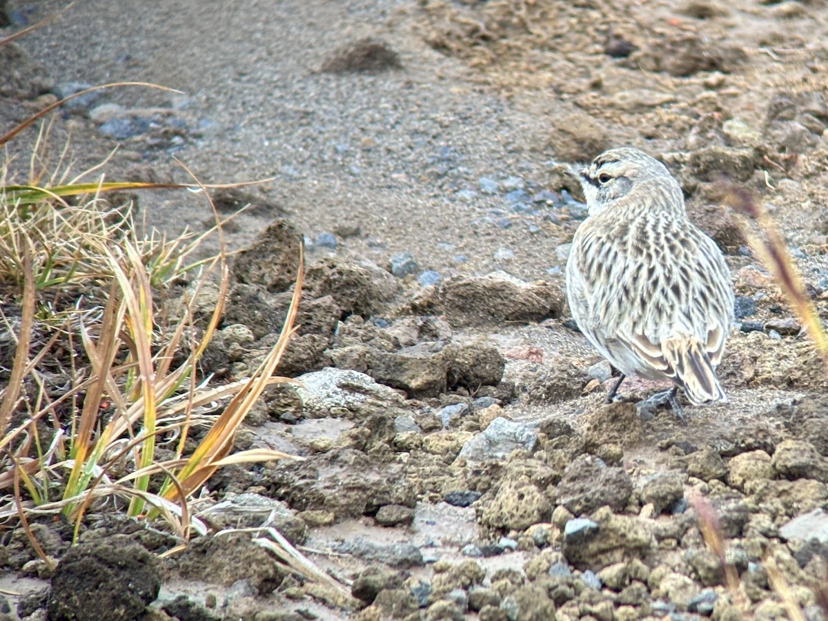 Horned Lark - ML642467684