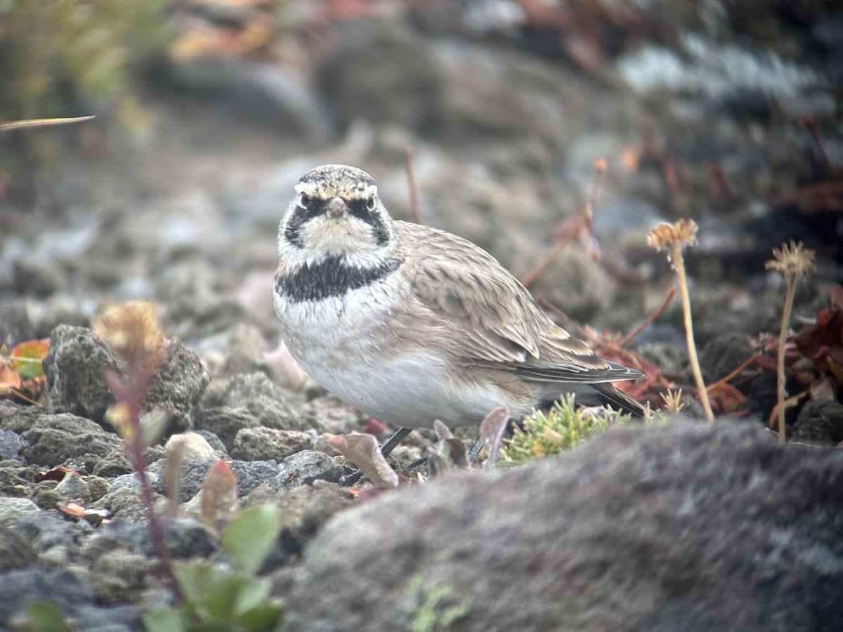 Horned Lark - ML642467685