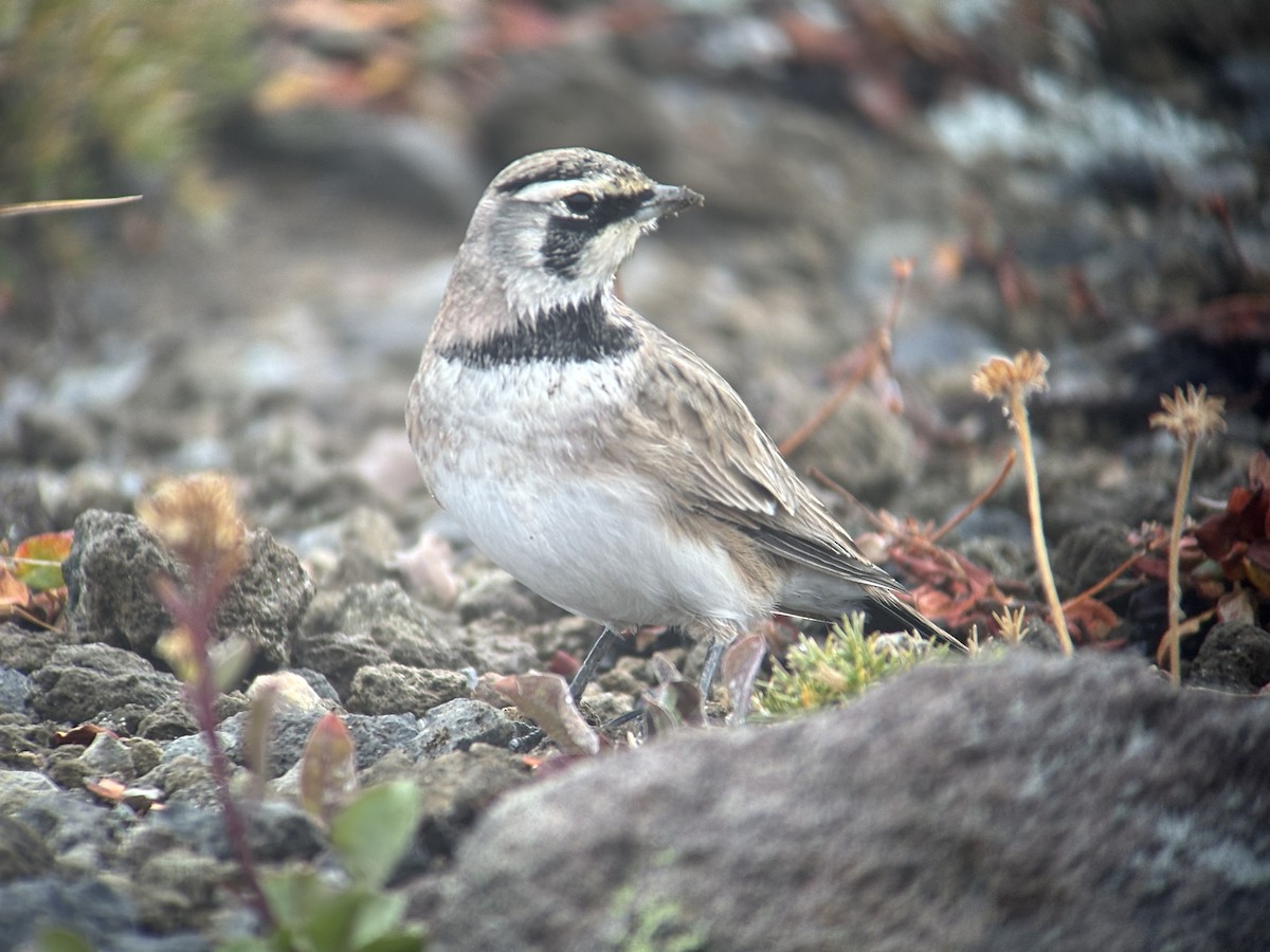 Horned Lark - ML642467686