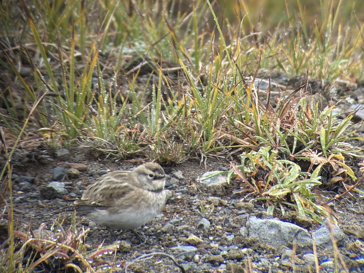 Horned Lark - ML642467688