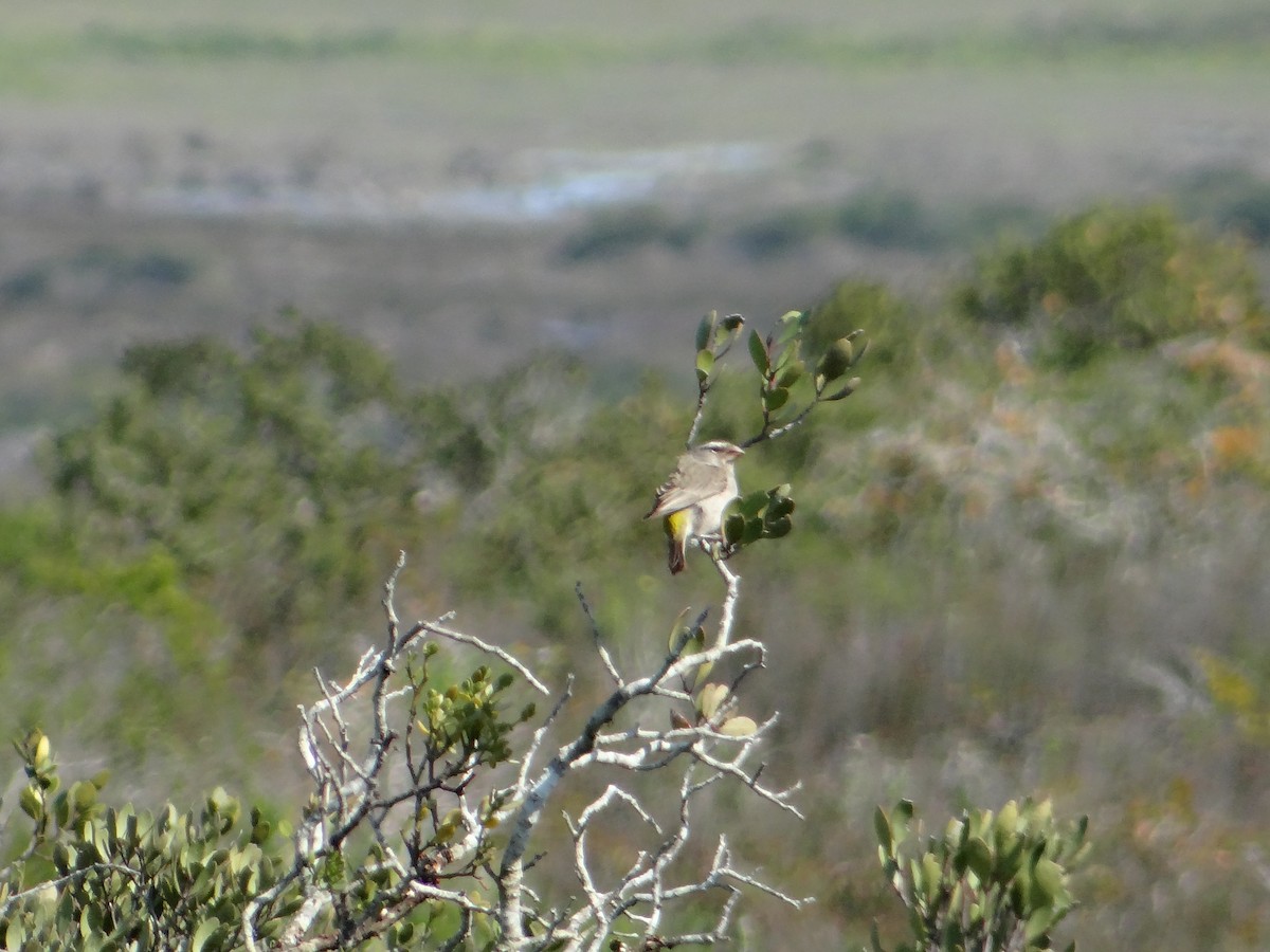 White-throated Canary - ML642467705