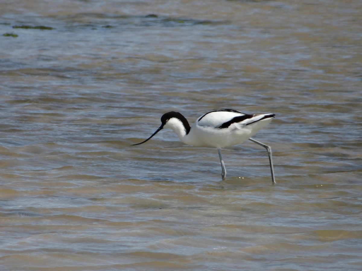 Pied Avocet - ML642467732