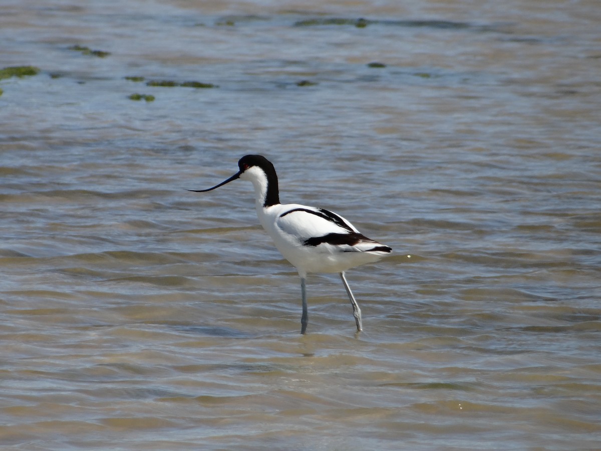 Pied Avocet - ML642467733