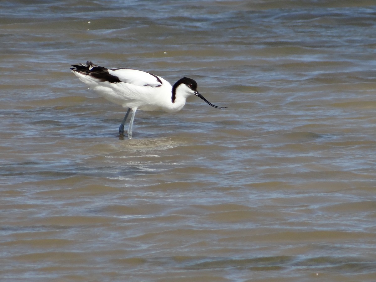 Pied Avocet - ML642467734