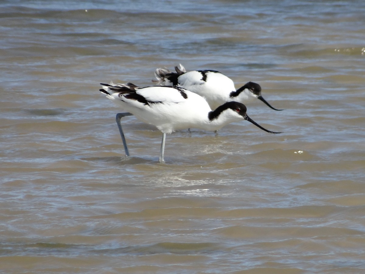 Pied Avocet - ML642467736