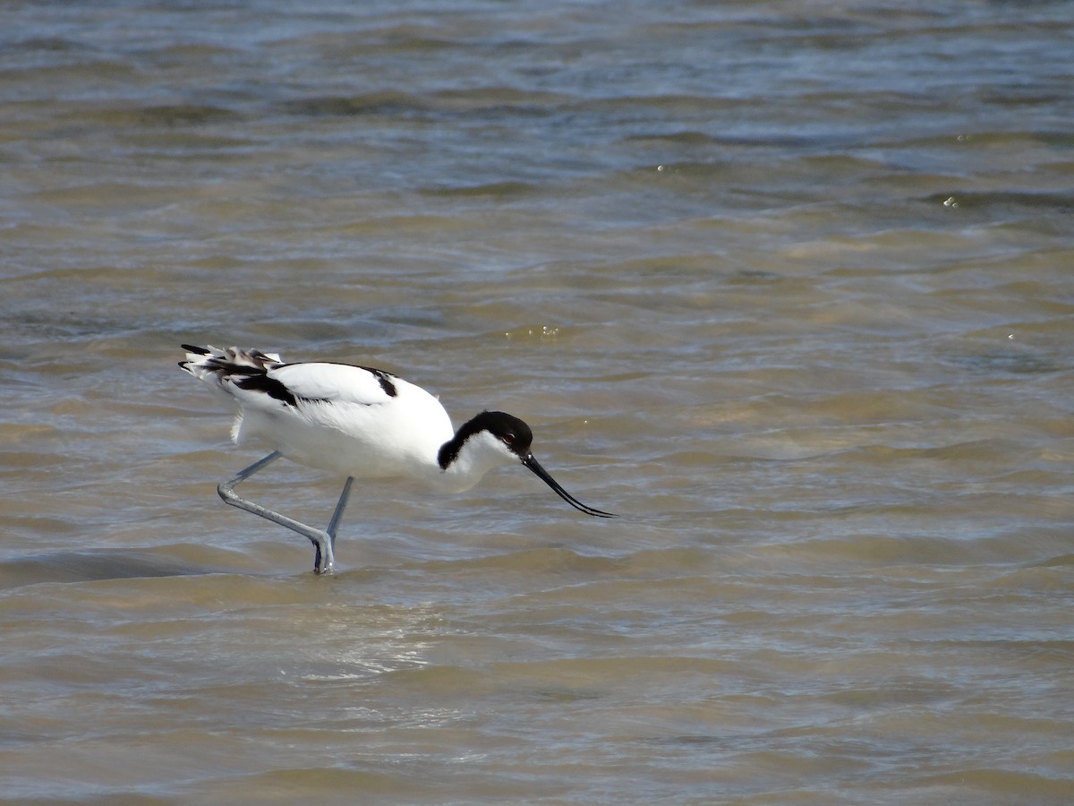 Pied Avocet - ML642467737