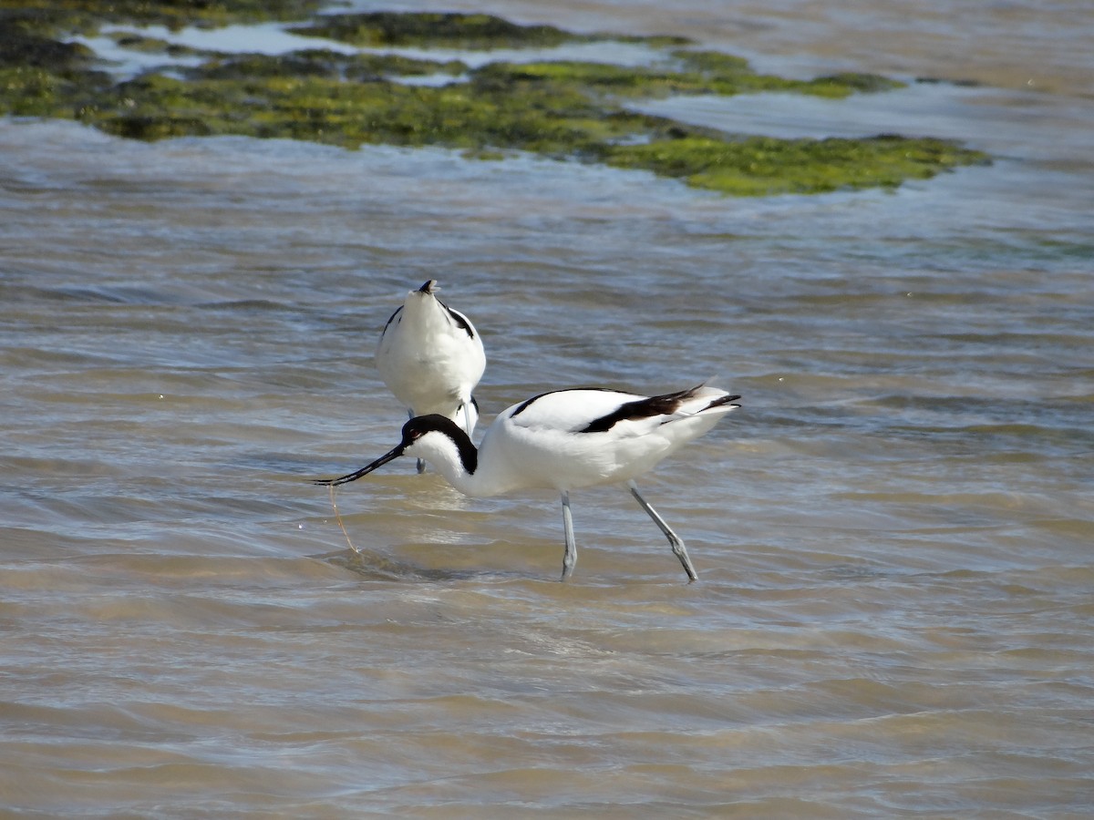 Pied Avocet - ML642467738