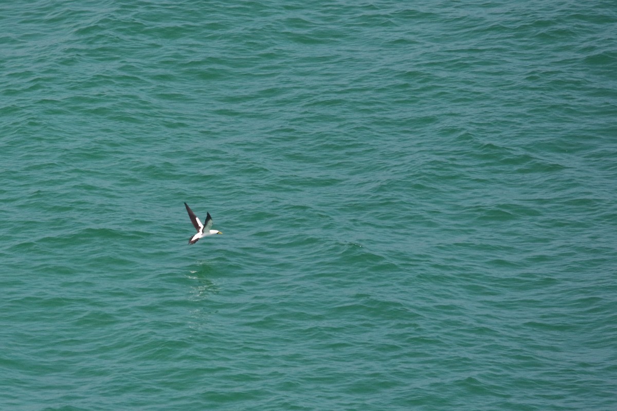 Masked Booby - ML642467746