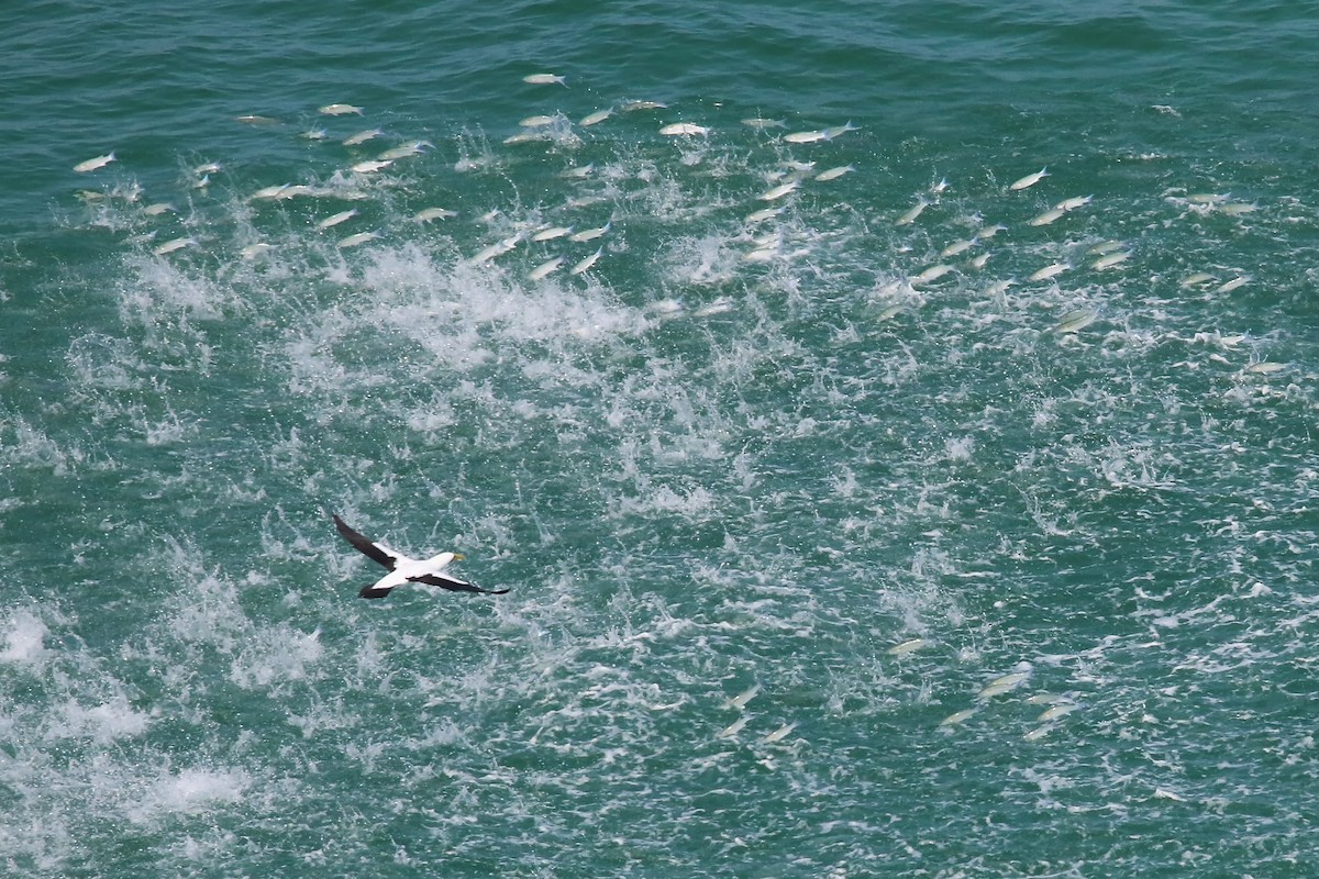 Masked Booby - ML642467748