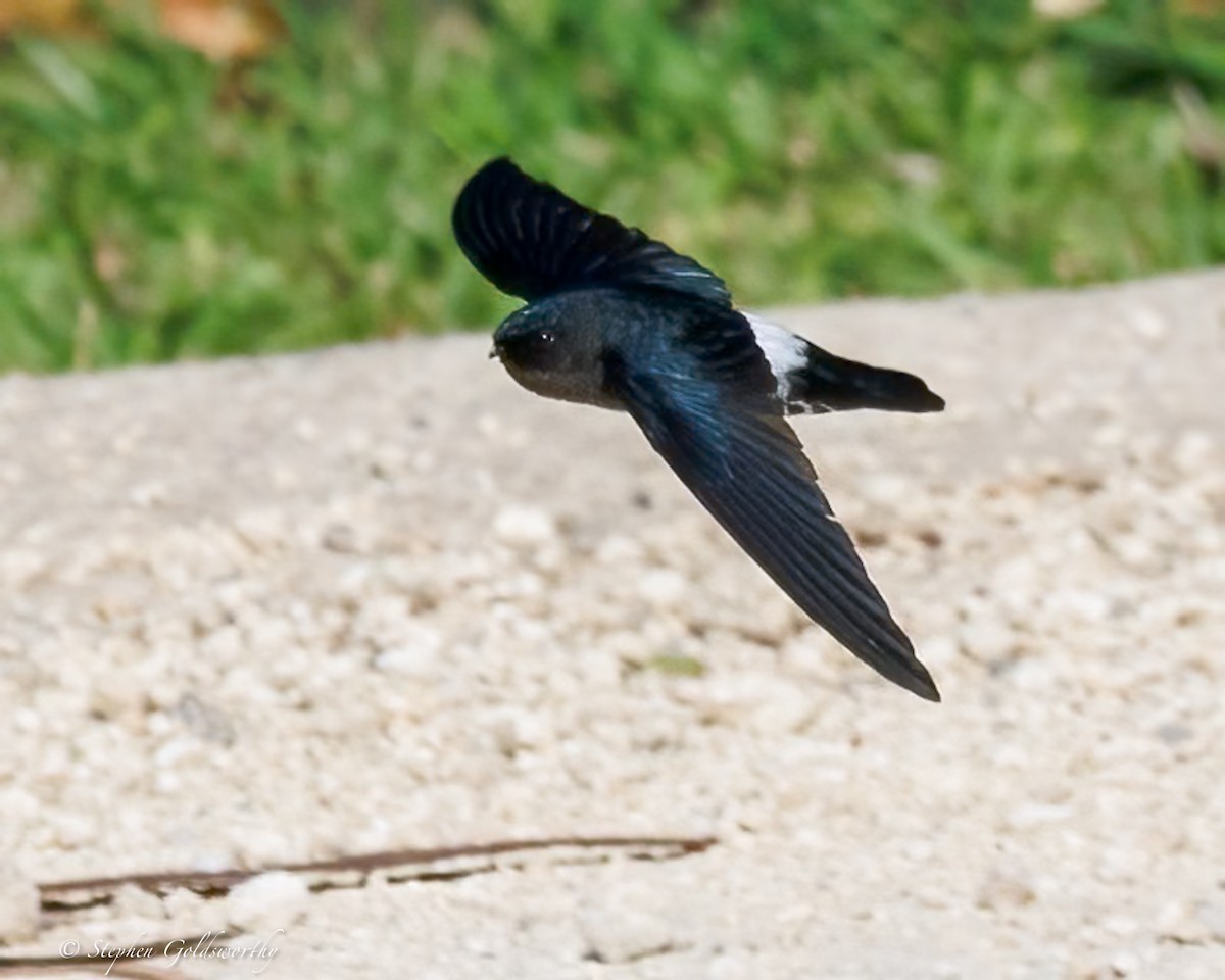 Satin Swiftlet - ML642467754
