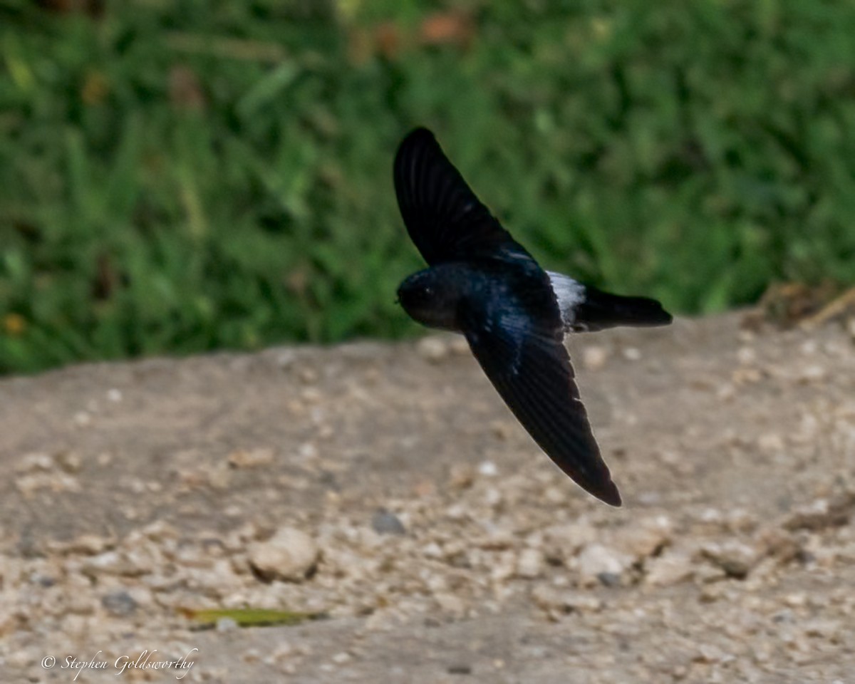 Satin Swiftlet - ML642467763