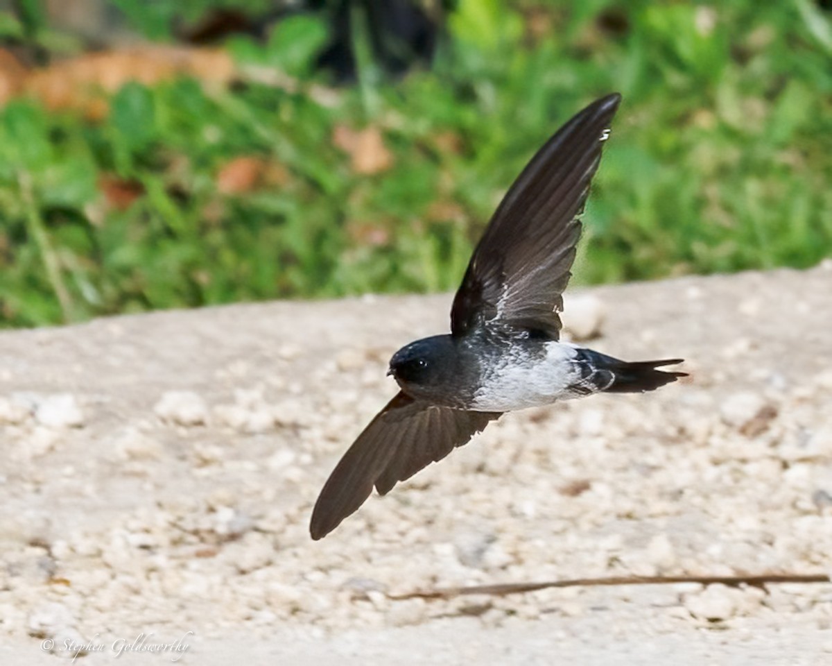 Satin Swiftlet - ML642467764
