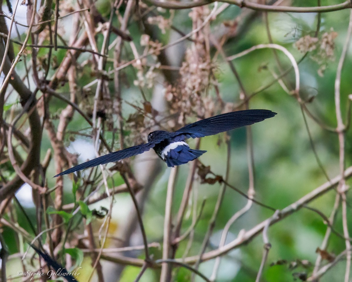 Satin Swiftlet - ML642467765