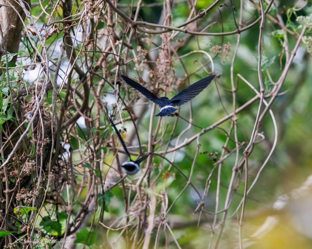 Satin Swiftlet - ML642467766