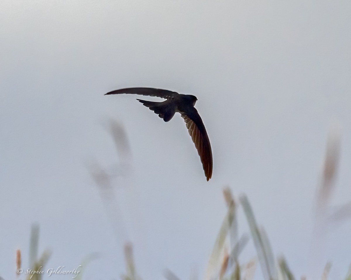 Uniform Swiftlet - ML642467769