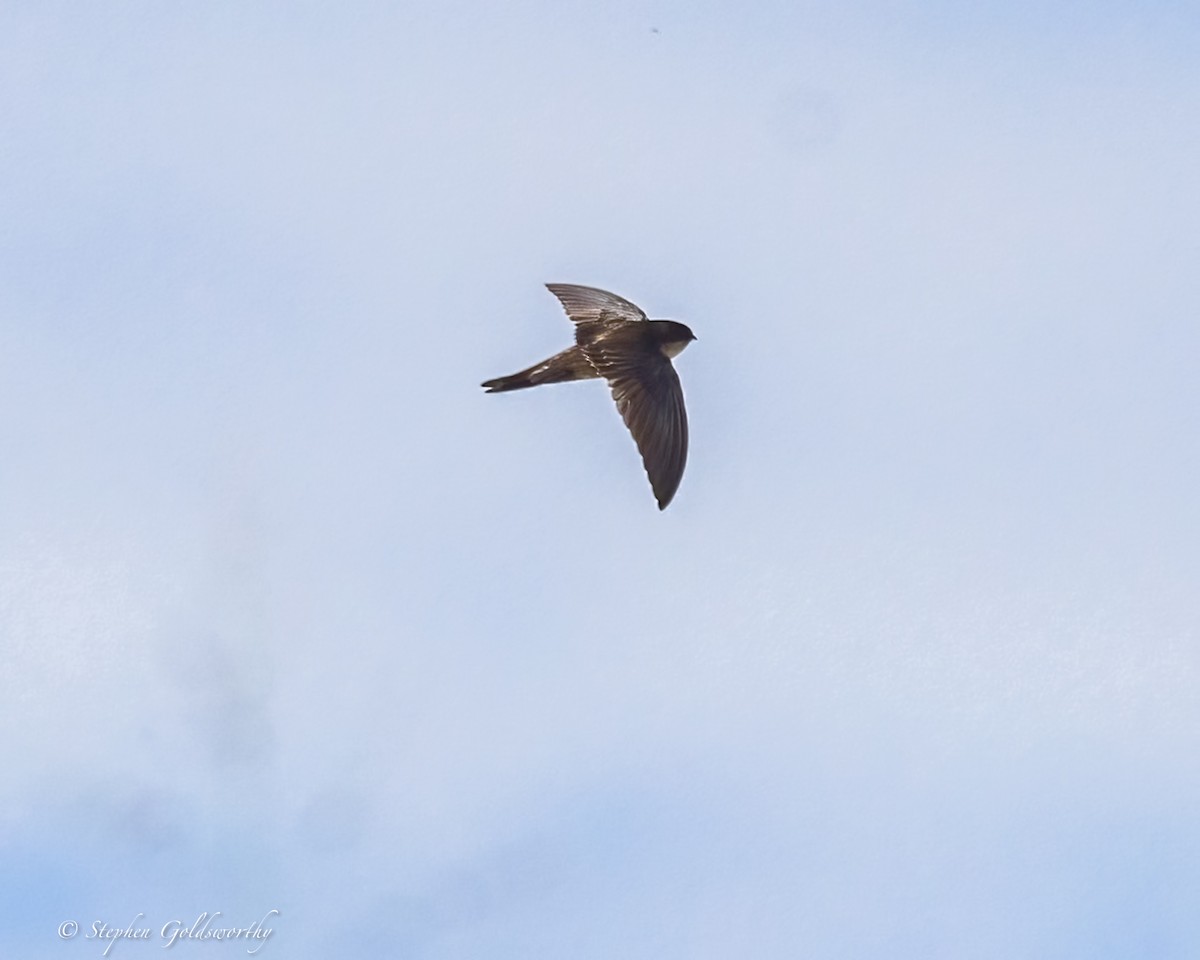 Uniform Swiftlet - ML642467770