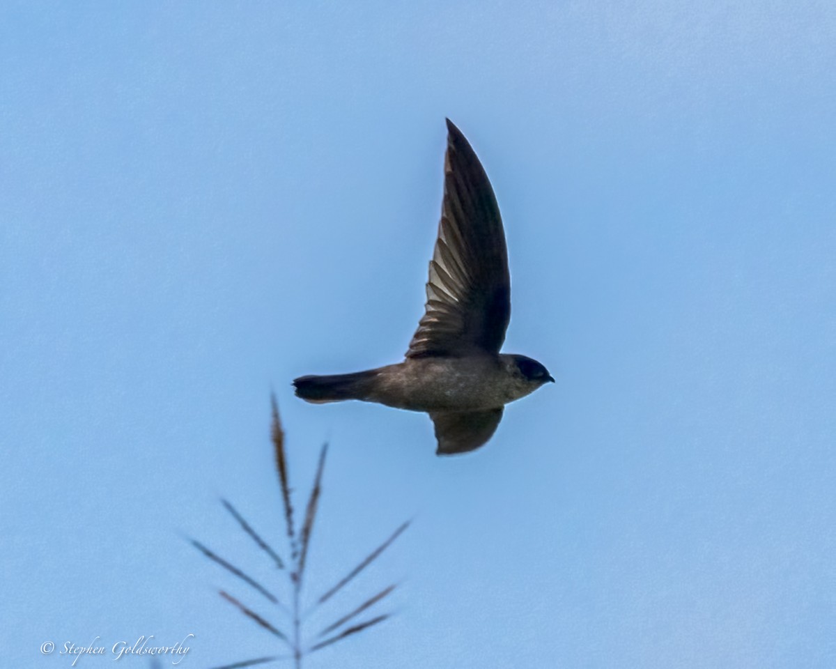 Uniform Swiftlet - ML642467771