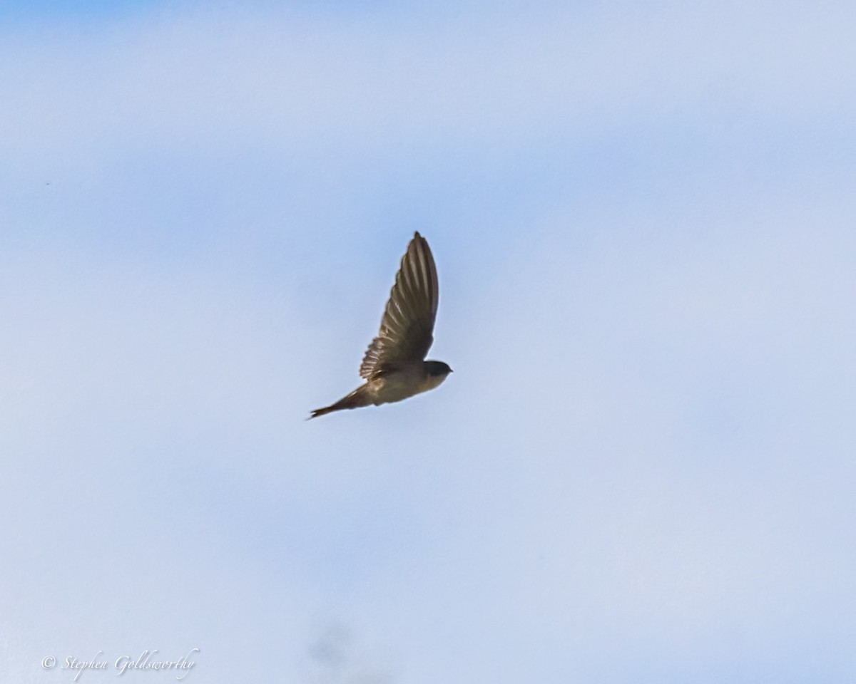 Uniform Swiftlet - ML642467772