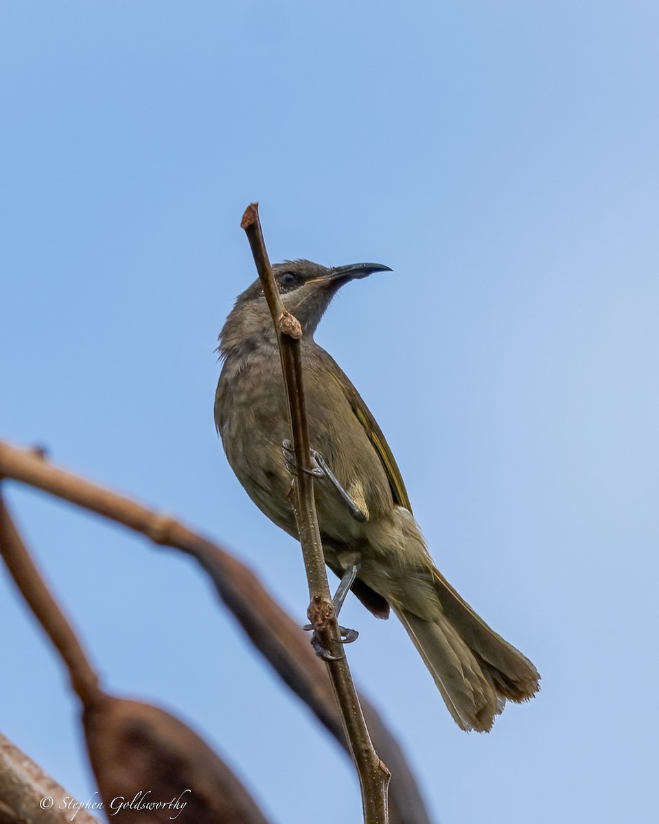 Dark-brown Honeyeater - ML642467796
