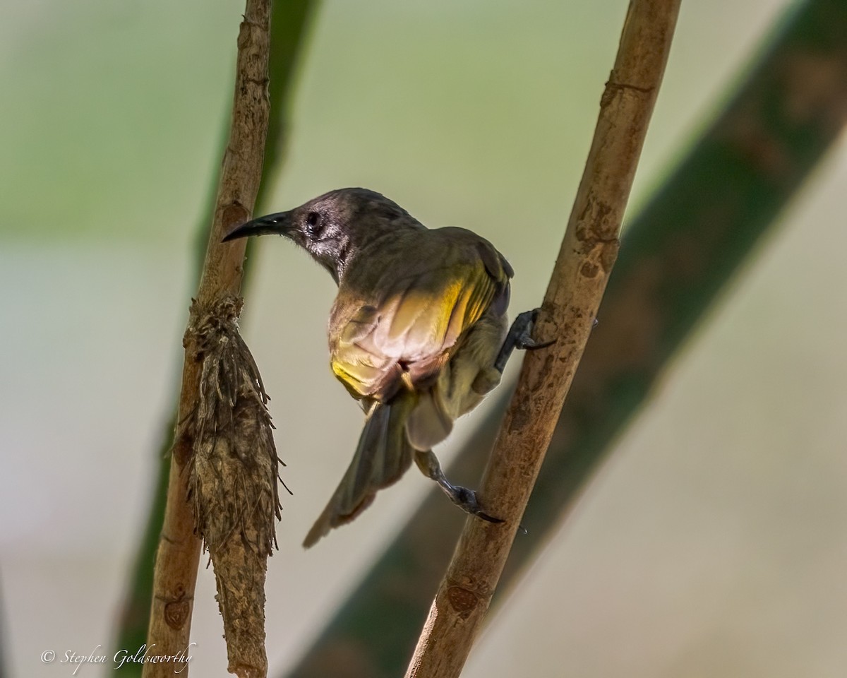 Dark-brown Honeyeater - ML642467797