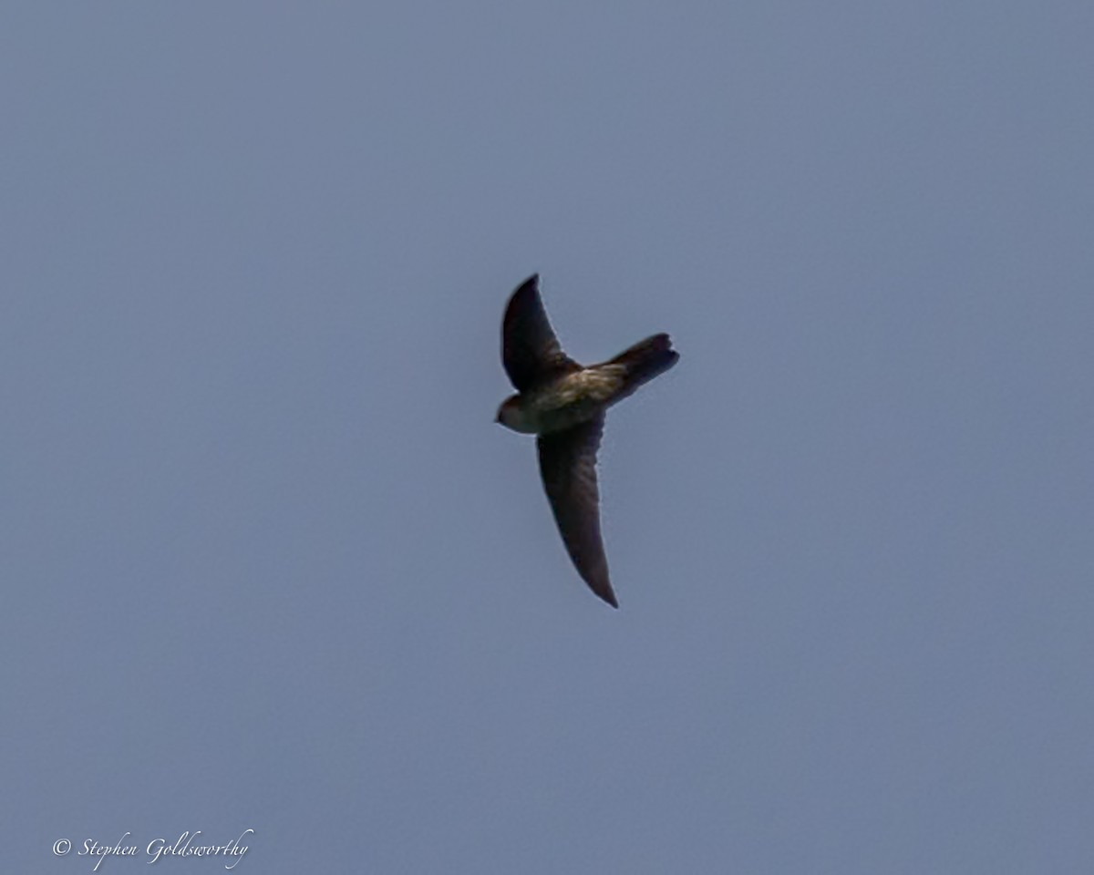 White-rumped Swiftlet - ML642467804