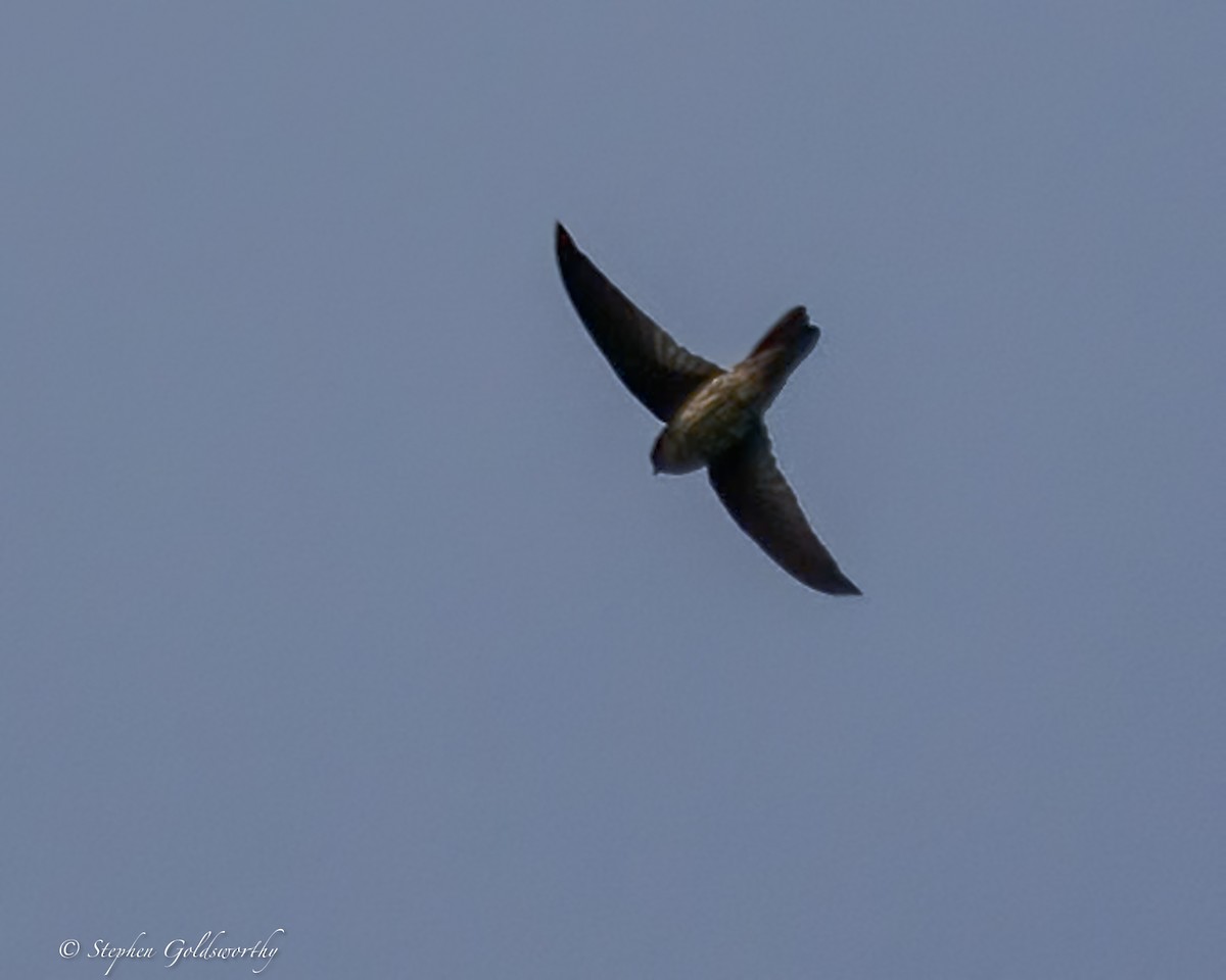 White-rumped Swiftlet - ML642467805