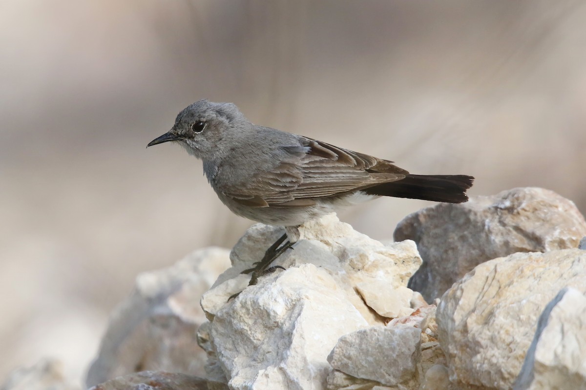 Blackstart - ML642467811
