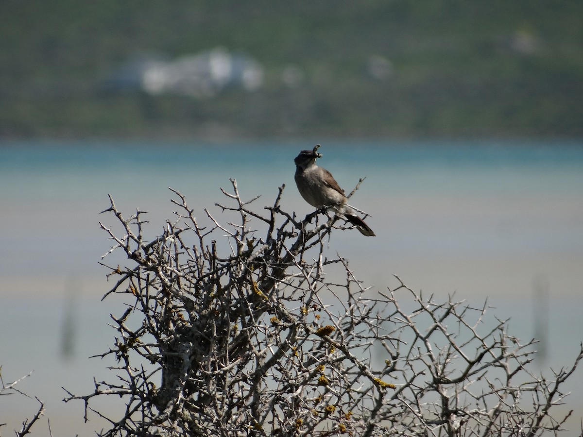 Karoo Scrub-Robin - ML642467841
