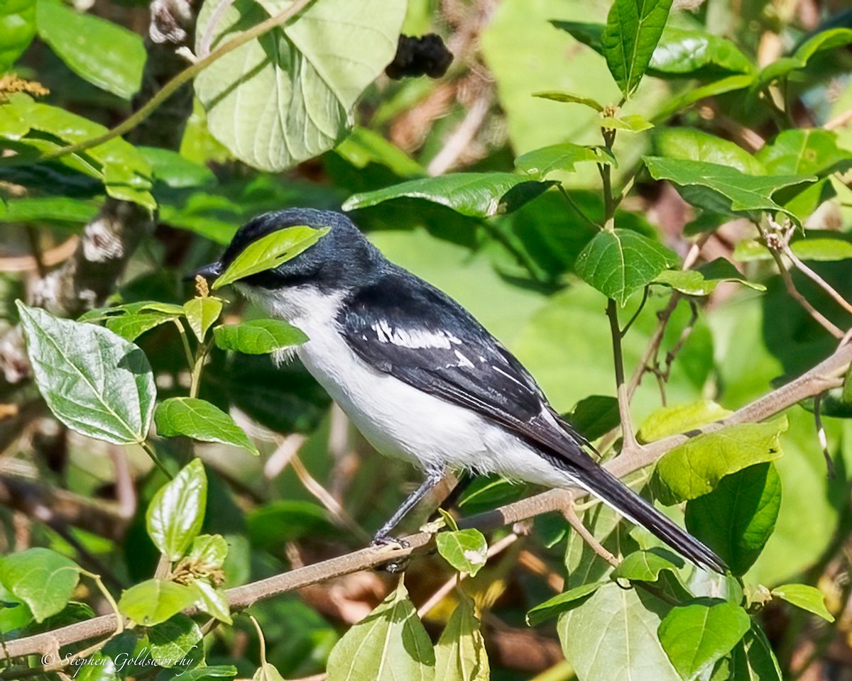 Long-tailed Triller - ML642467842
